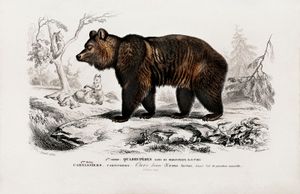 Big featured bear