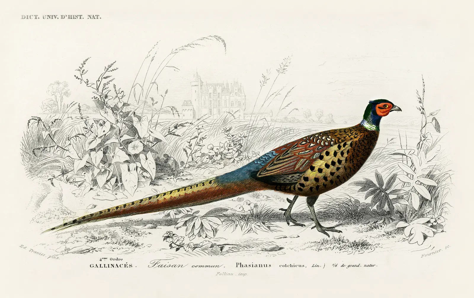 pheasant
